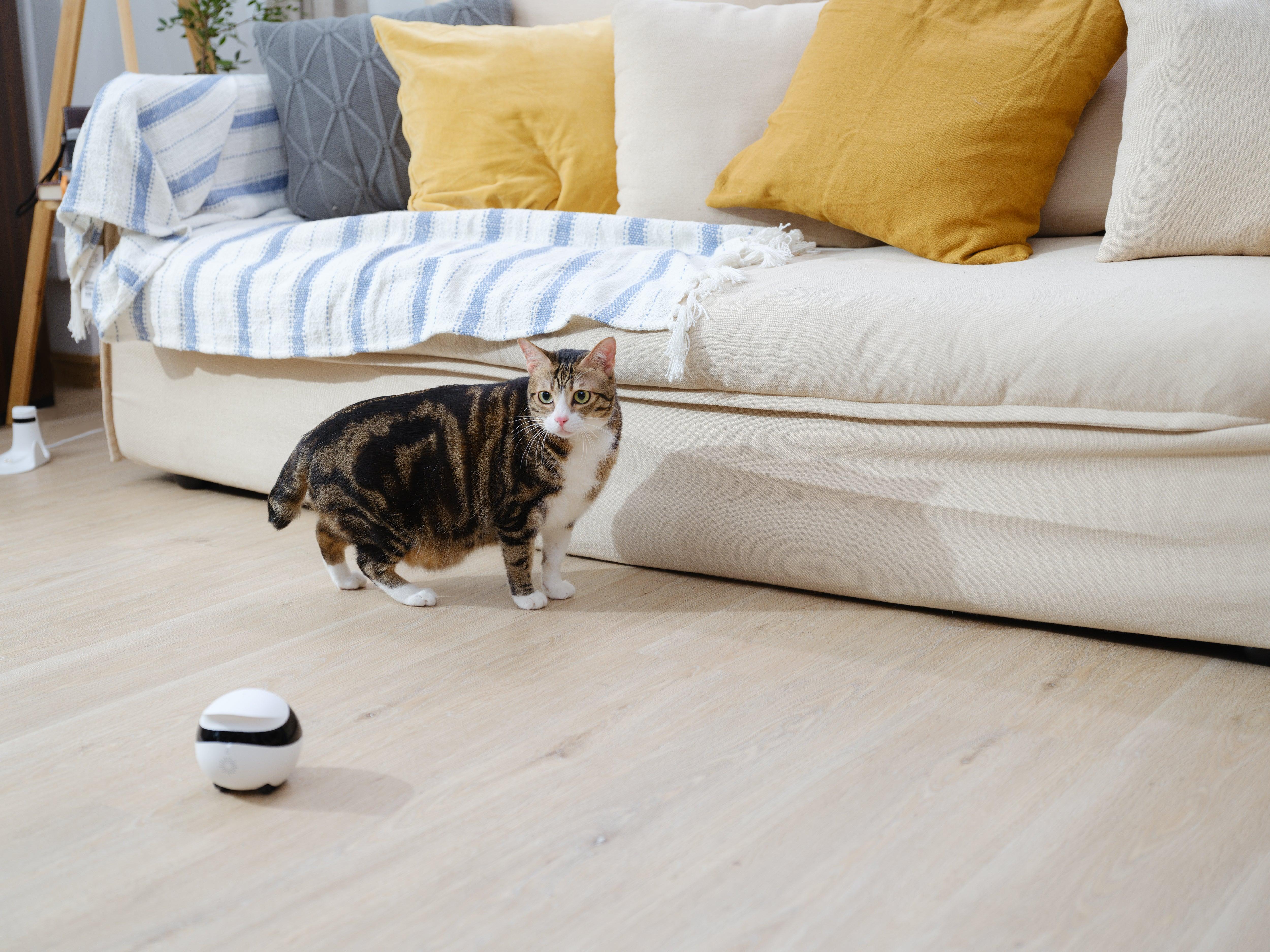 Enabot EBO SE Wireless Camera Robot