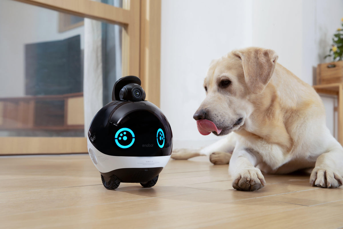 Where is the Best Place to Put a Pet Camera?